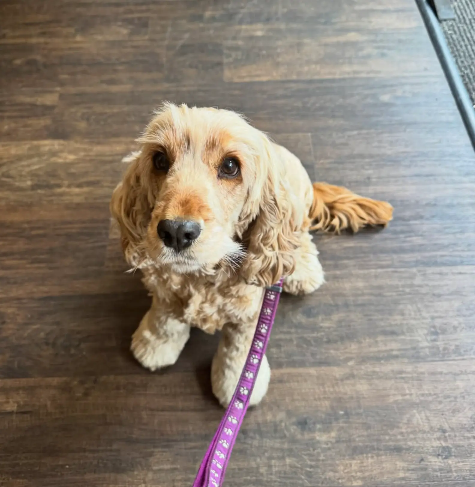 A small golden spaniel sitting on the wooden floor inside Leaf + Bean